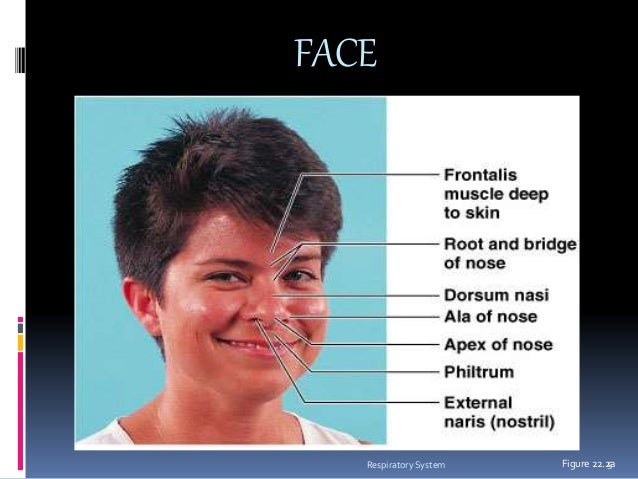facial thorax surface anatomy Fun naked woman